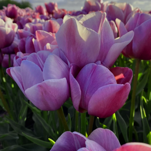 Tulipan Purple Bouquet