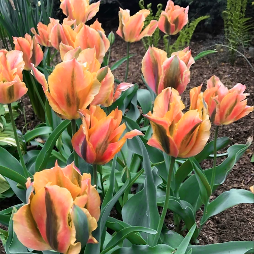Tulipan Golden Artist