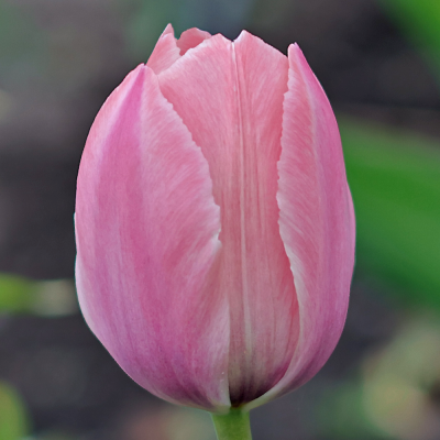 Tulipan późny Pink Diamond 5szt