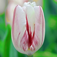 Tulipan Sorbet