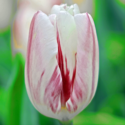 Tulipan późny Sorbet 5szt