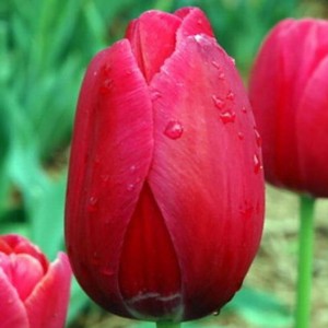 Tulipan późny Ile de France 5szt
