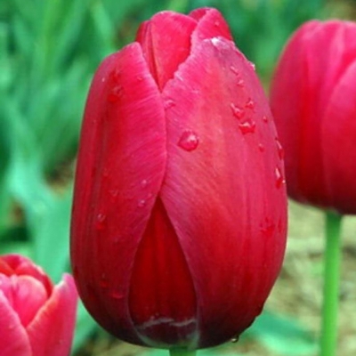 Tulipan późny Ile de France 5szt