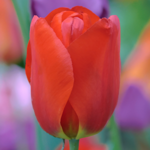 Tulipan wczesny Red Revival 5szt