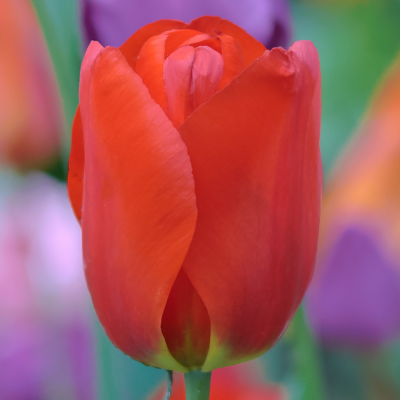 Tulipan wczesny Red Revival 5szt