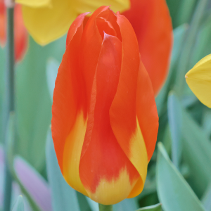 Tulipan Triumph El Nino 5szt