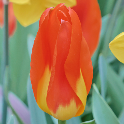 Tulipan Triumph El Nino 5szt