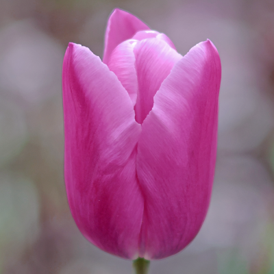 Tulipan wczesny Aafke 5szt