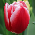 Tulipan Leen van der Mark