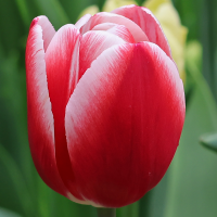 Tulipan Leen van der Mark