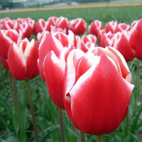 Tulipan Leen van Der Mark.png
