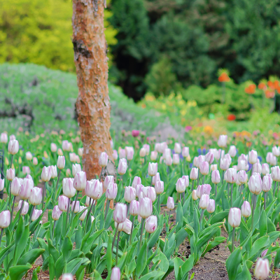 Tulipan Triumph Flaming Flag 5szt
