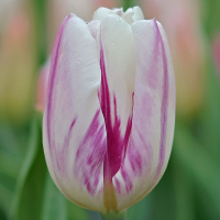 Tulipan Flaming Flag