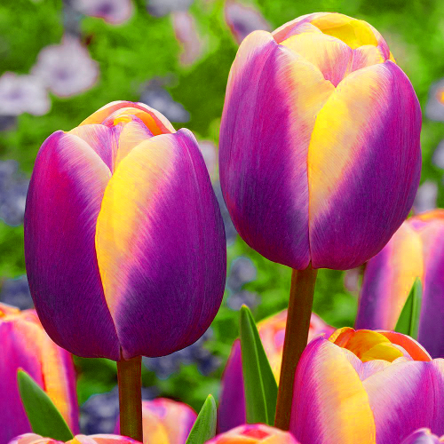 Tulipan Arabian Beauty