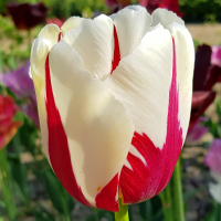 Tulipan Grand Perfection