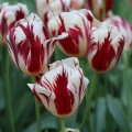 Tulipan Grand Perfection