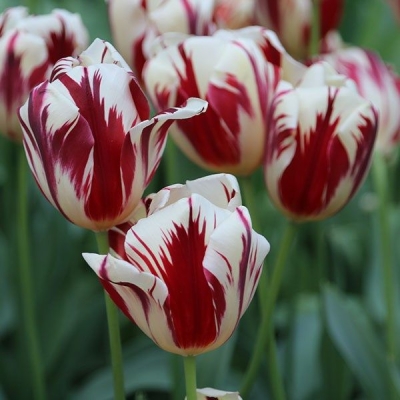 Tulipan Grand Perfection 5szt