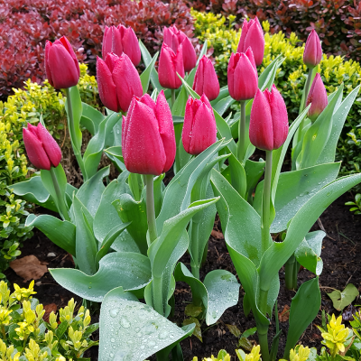 Tulipan Van den Berg's Memory 5szt