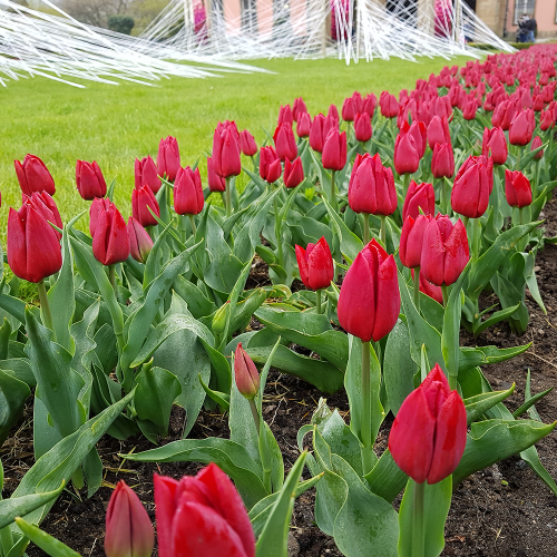 Tulipan Bastogne