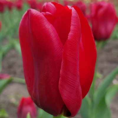 Tulipan Triumph Oscar 5szt