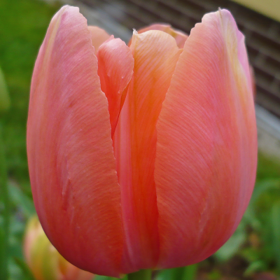 Tulipan wczesny Apricot Beauty 5szt