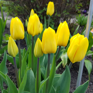 Tulipan Fats Domino 5szt