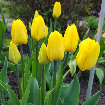 Tulipan Fats Domino 5szt