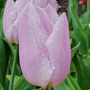 Tulipan Argos 5szt
