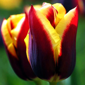 Tulipan Triumph Gavota 5szt