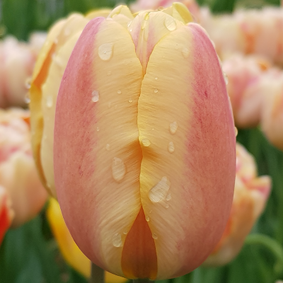 Tulipan Triumph Jimmy 5szt
