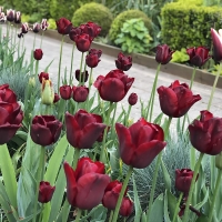 Tulipan Jan Reus