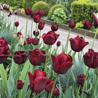 Tulipan Triumph Jan Reus 5szt