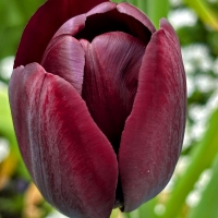 Tulipan Jan Reus