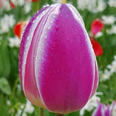 Tulipan Synaeda Blue 5szt