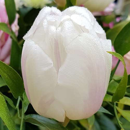 Tulipan Agrass White