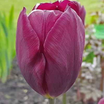 Tulipan Recreado 5szt