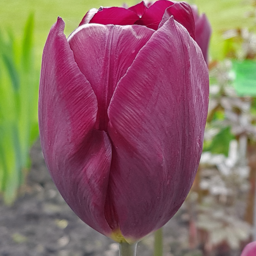 Tulipan Recreado
