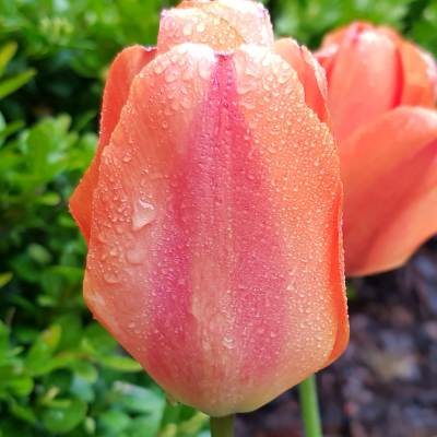 Tulipan Triumph Dordogne 5szt