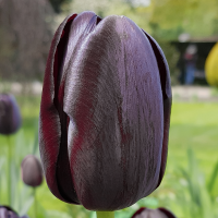 Tulipan Queen of the Night