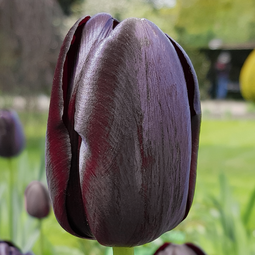Tulipan Queen of the Night