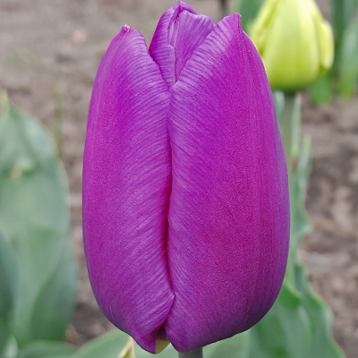 Tulipan Purple Flag 5szt