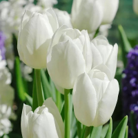 Tulipan White Dream