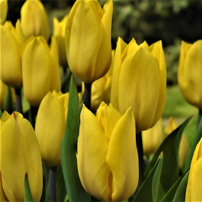 Tulipan Yokohama 5szt