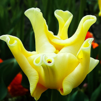 Tulipan Yellow Crown