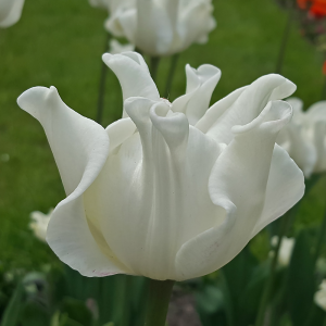 Tulipan Triumph White Liberstar 5szt