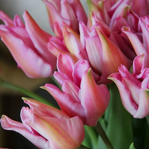 Tulipan Picture
