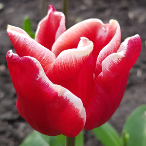Tulipan Triumph Elegant Crown 5szt
