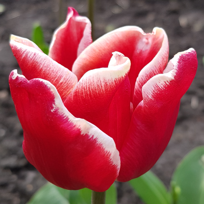 Tulipan Triumph Elegant Crown 5szt