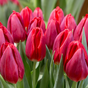 Tulipan na kwiat cięty Strong Love 5szt