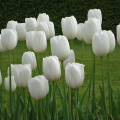 Tulipan White Dynasty